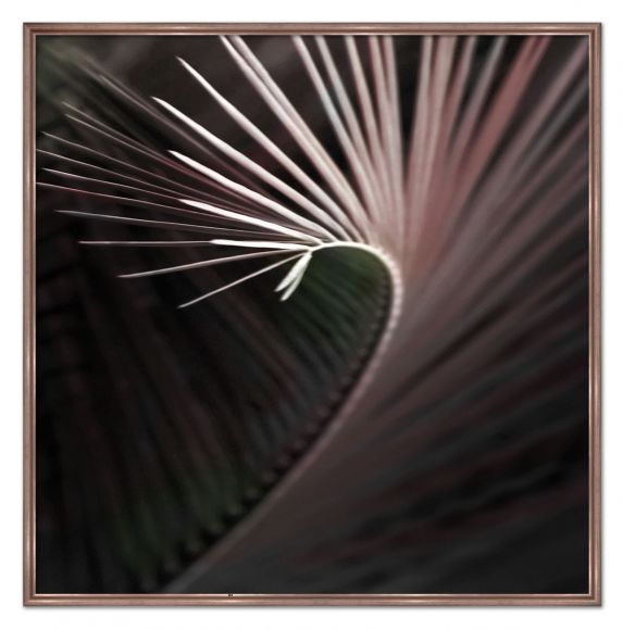 Areca photography in a standard factory frame.