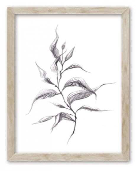 Ravin botanical prints in standard factory frames